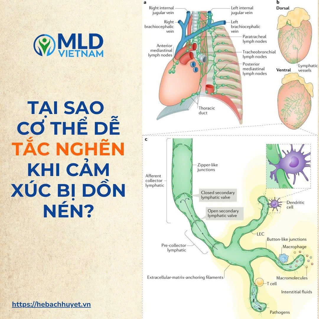 “Tại sao cơ thể ‘tắc’ khi cảm xúc bị dồn nén?”