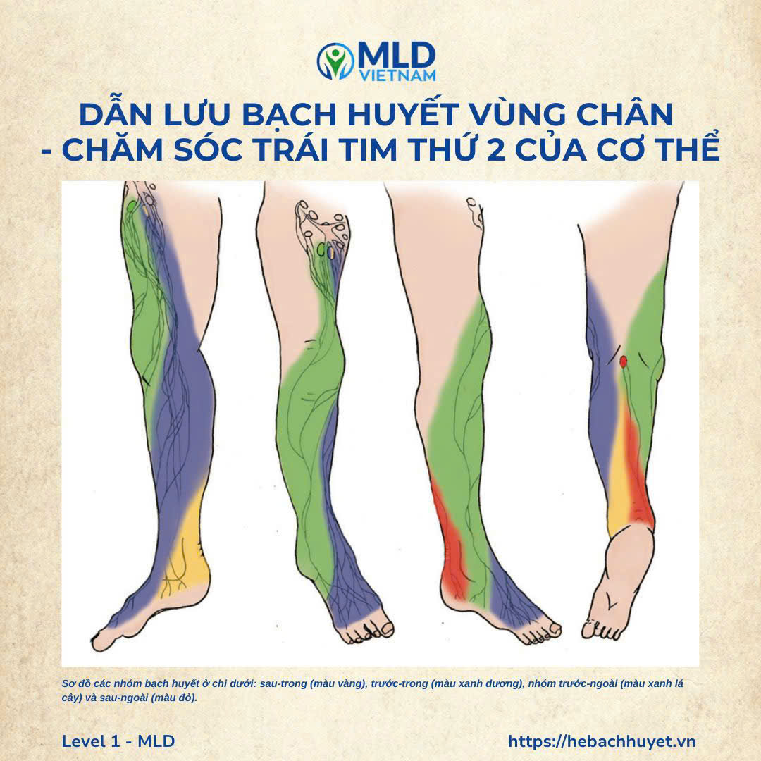 Vì sao bắp chân được gọi là “trái tim thứ 2”?