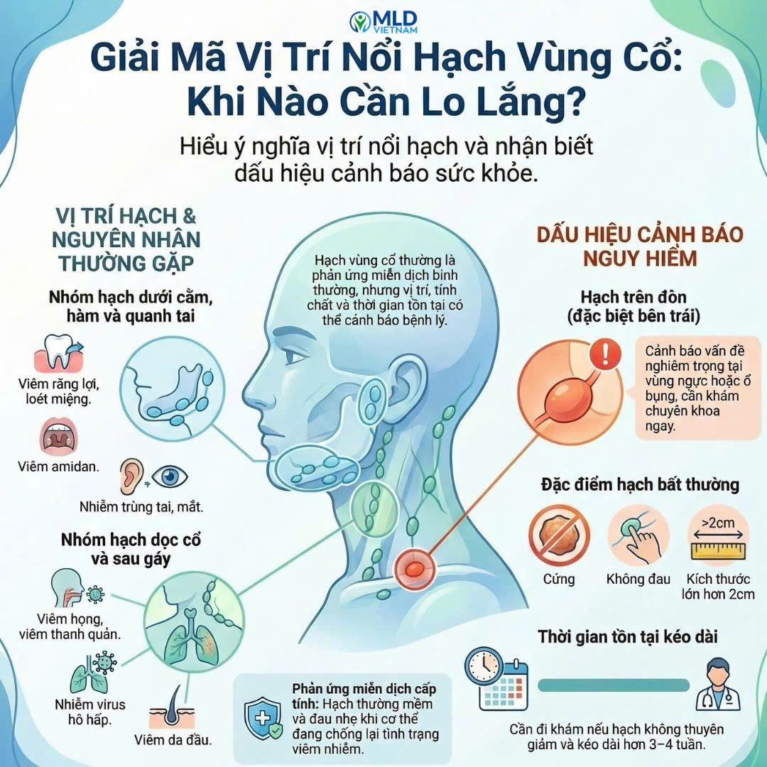 Nổi hạch vùng cổ – từng vị trí có thể liên quan vấn đề gì?