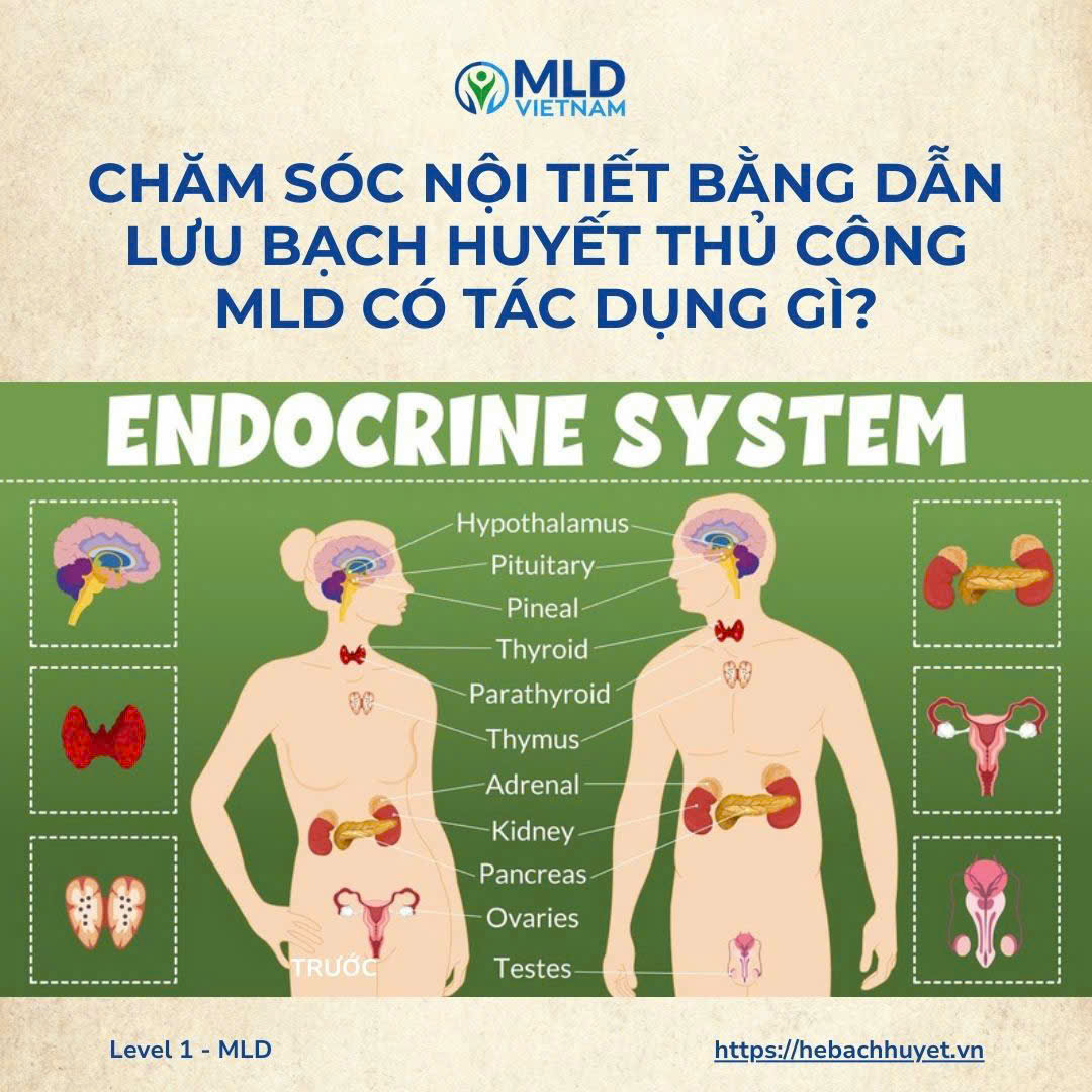 10 tác động của dẫn lưu bạch huyết với hệ nội tiết – dễ hiểu cho mọi người