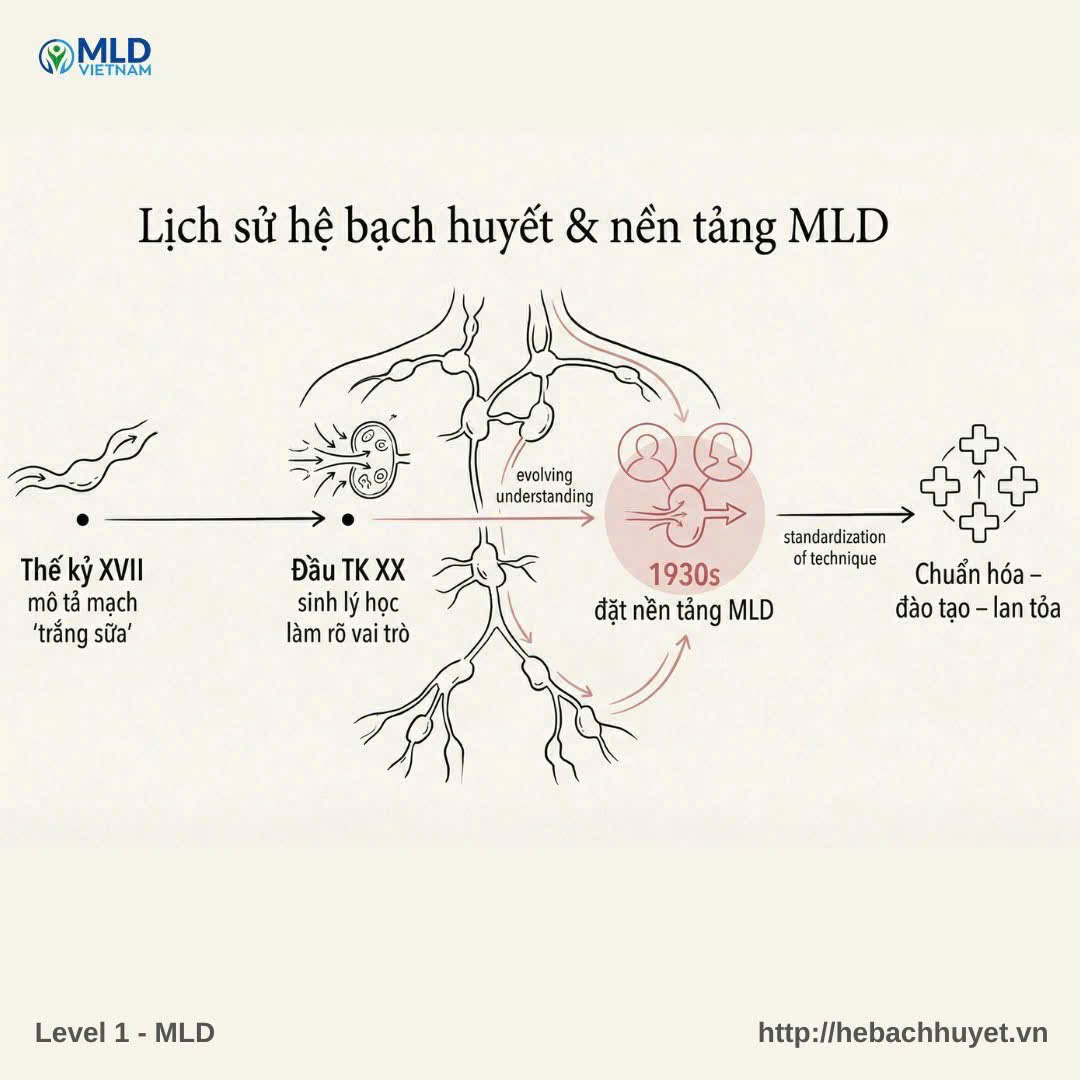 Lịch sử nghiên cứu hệ bạch huyết – và vai trò nền tảng của những người khai sinh MLD