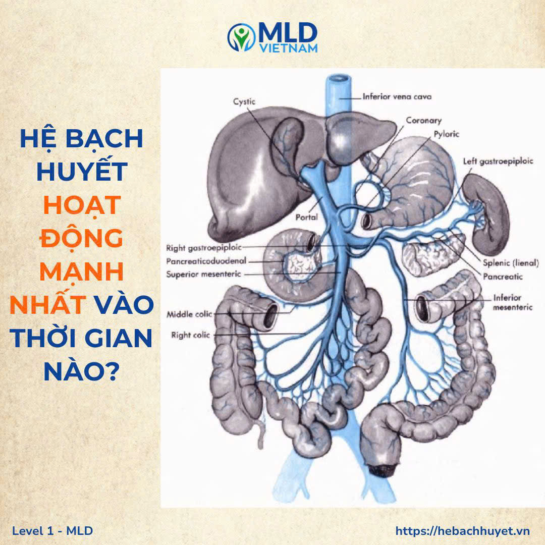 “Hệ bạch huyết hoạt động mạnh nhất vào thời điểm nào trong ngày?”