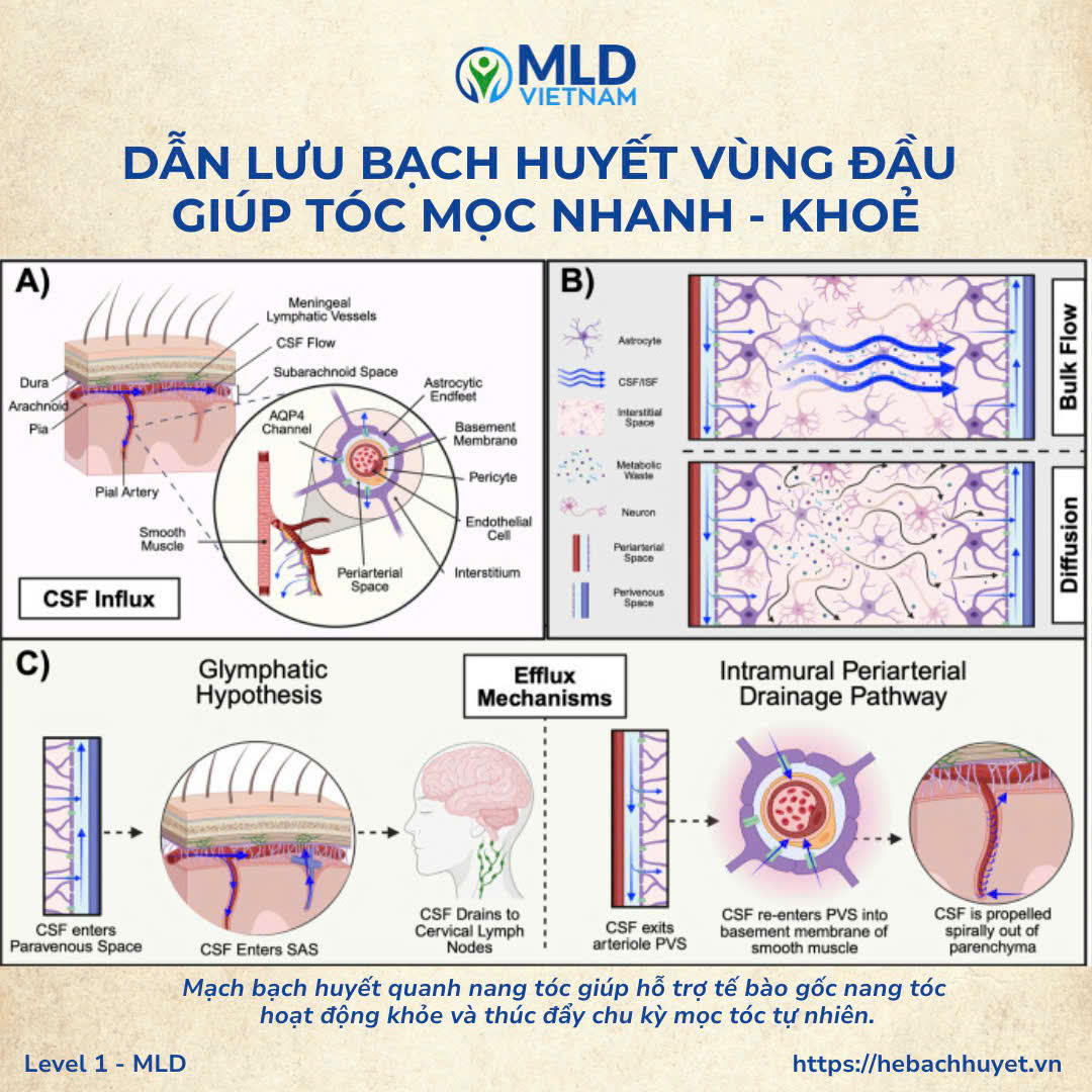 “Rụng tóc & da đầu tiết dầu: có thể do bạch huyết đầu bị ứ trệ” (phiên bản mở rộng)